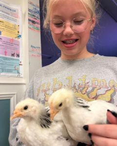 A girl holding two young chickens