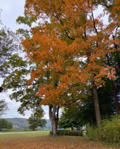 An tree with orange leaves on the Saint Basil Academy campus