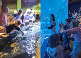 Two images of children and adults looking at aquatic life on a field trip to the Norwalk Aquarium in Connecticut