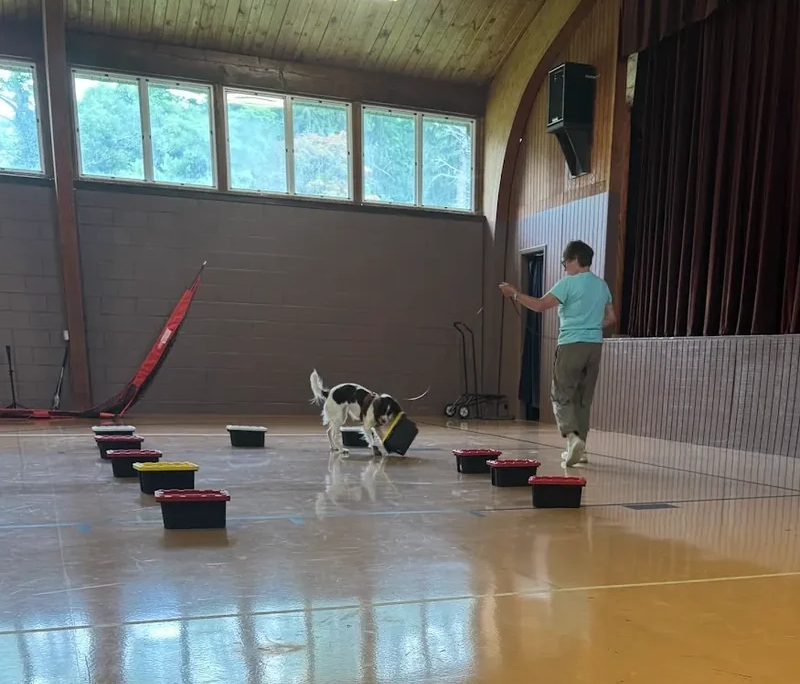 Dog scent training A dog pawing at a tote in a gym with trainer standing nearby during a scent training class at Saint Basil Academy.